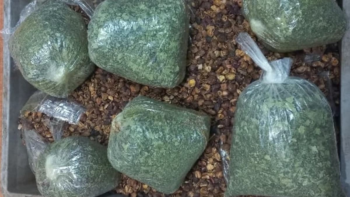 في مطار القاهرة.. راكب على طائرة اليمنية حاول تهريب "القات" بحيلة ذكية لكنه وقع في شر أعماله | صور