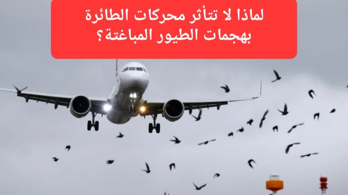 صورة إرشيفية.. سرب من الطيور يهاجم إحدى الطائرات